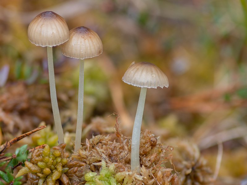 Mycena epipterygioides